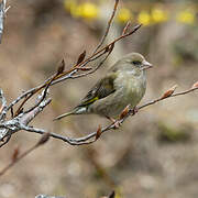 European Greenfinch