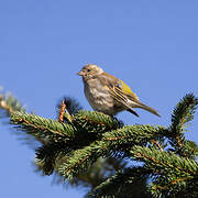 European Greenfinch