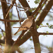 Pin-tailed Whydah