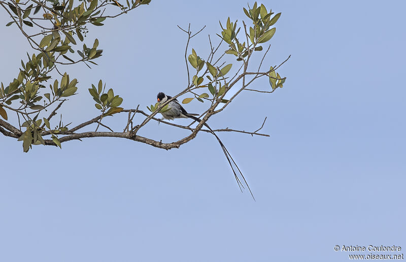 Pin-tailed Whydah male adult breeding