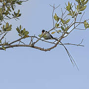 Pin-tailed Whydah