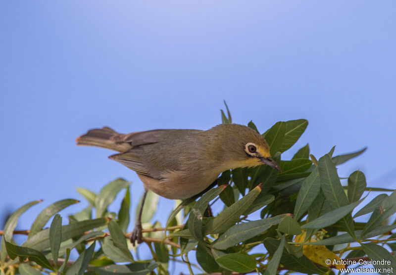 Orange River White-eyeadult