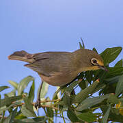 Orange River White-eye