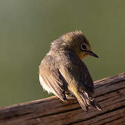 Orange River White-eye