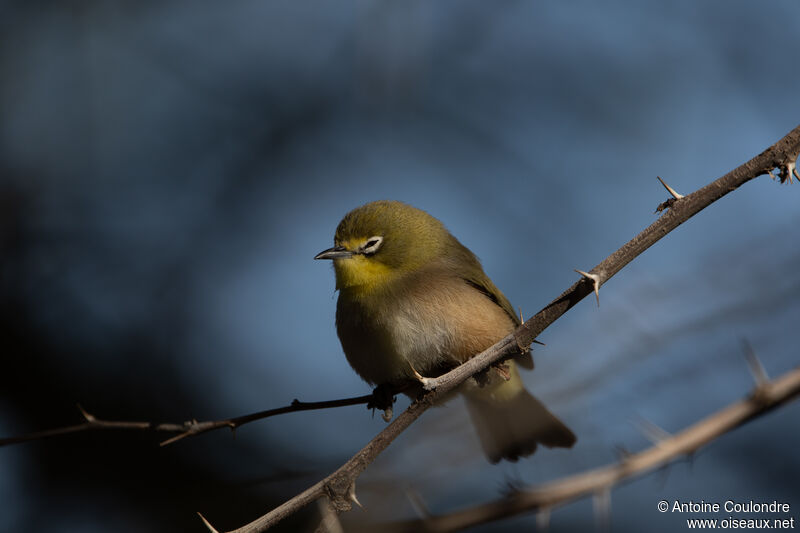 Orange River White-eyeadult