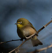 Zostérops gris-vert