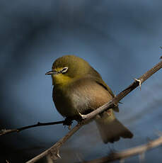 Zostérops gris-vert