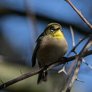 Orange River White-eye