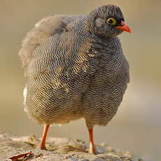 Francolin à bec rouge