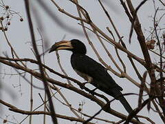 West African Pied Hornbill