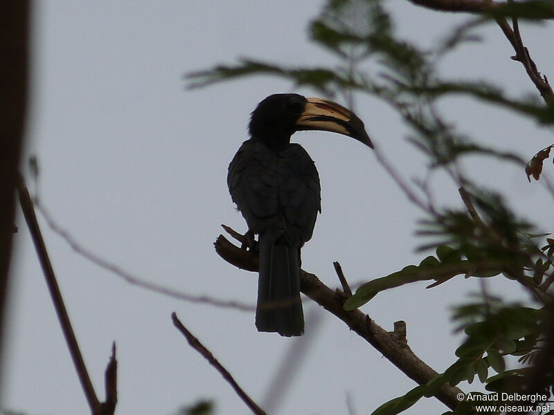 West African Pied Hornbill