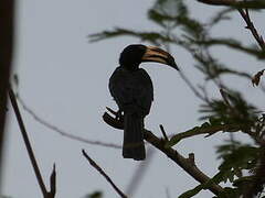 West African Pied Hornbill