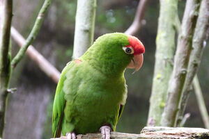 Conure casquée