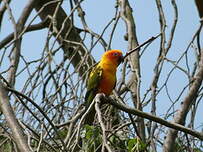 Conure soleil