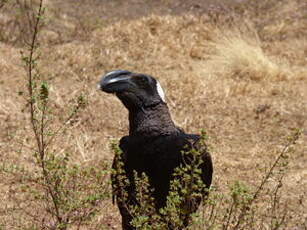 Corbeau corbivau