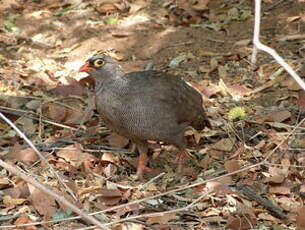 Francolin à bec rouge