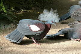 Sclater's Crowned Pigeon