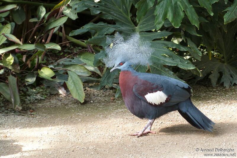 Sclater's Crowned Pigeon