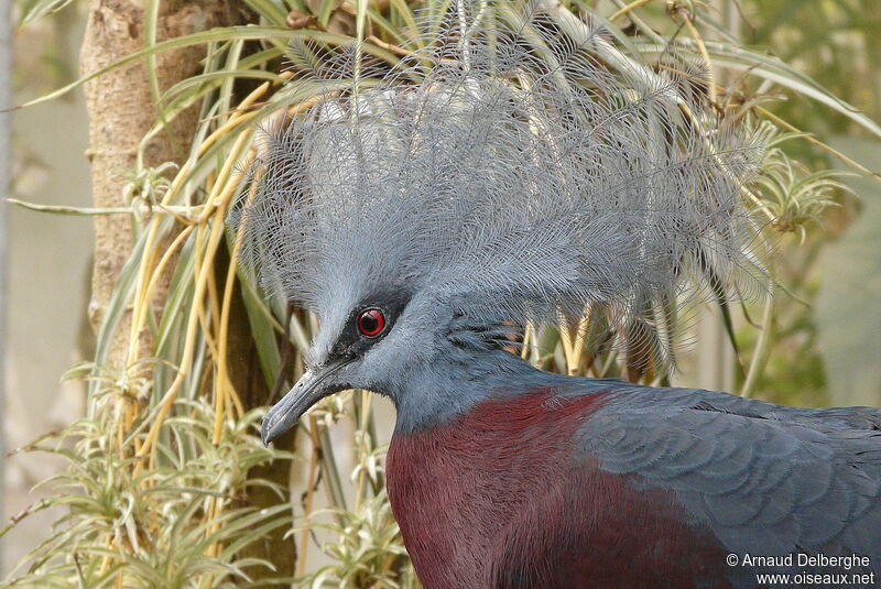 Sclater's Crowned Pigeon