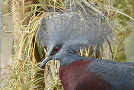 Sclater's Crowned Pigeon