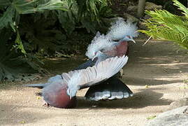 Sclater's Crowned Pigeon