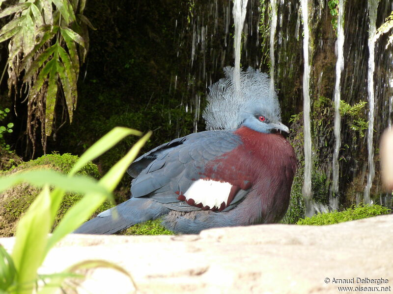 Sclater's Crowned Pigeon