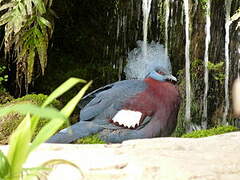 Sclater's Crowned Pigeon