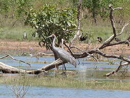 Grue brolga