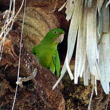 Conure de Ridgway