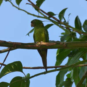 Conure de Ridgway