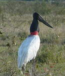 Jabiru d'Amérique