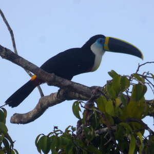 Toucan à culmen jaune