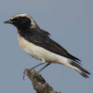 Pied Wheatear Oenanthe Pleschanka