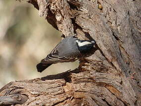 Mésange cendrée