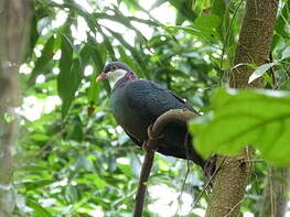 Pigeon à gorge blanche