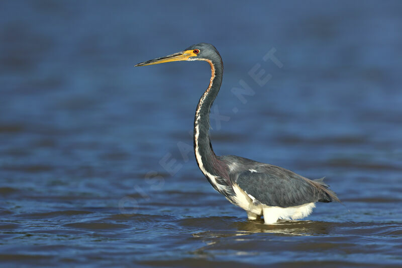 Aigrette tricolore