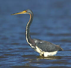 Aigrette tricolore