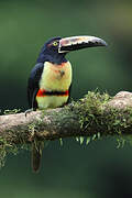 Collared Aracari