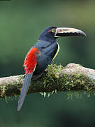 Collared Aracari