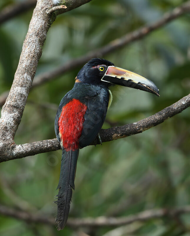 Collared Aracariadult, identification