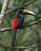 Collared Aracari