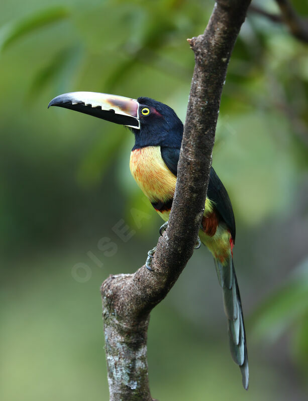 Araçari à collieradulte, identification