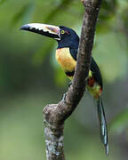 Collared Aracari