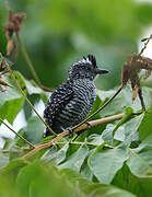 Barred Antshrike