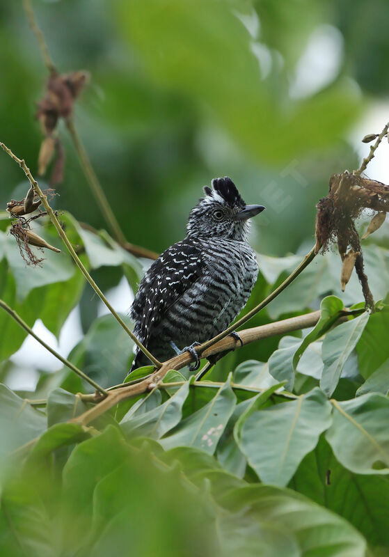 Batara rayé mâle adulte, identification