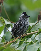 Barred Antshrike