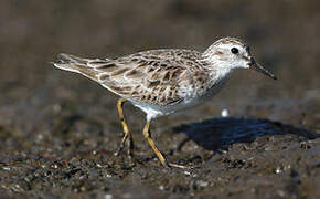 Least Sandpiper