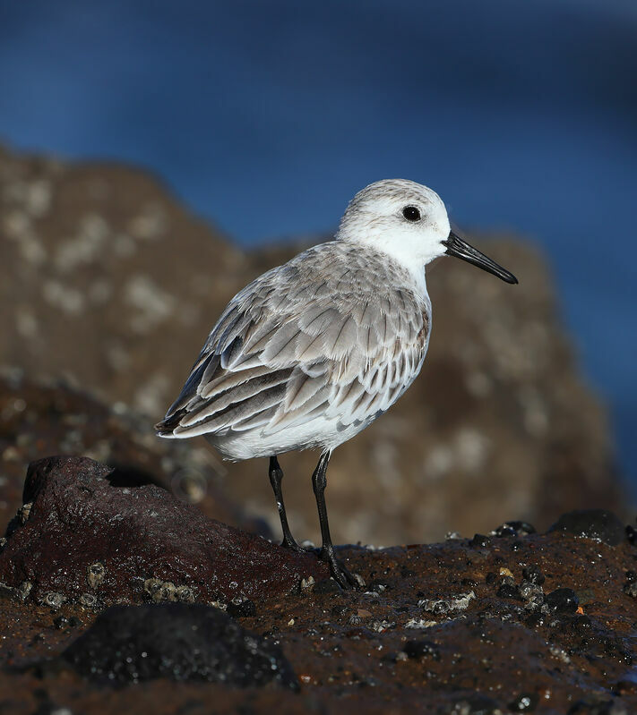 Sanderling