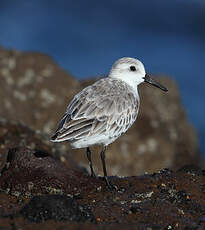 Bécasseau sanderling