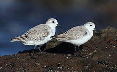 Bécasseau sanderling